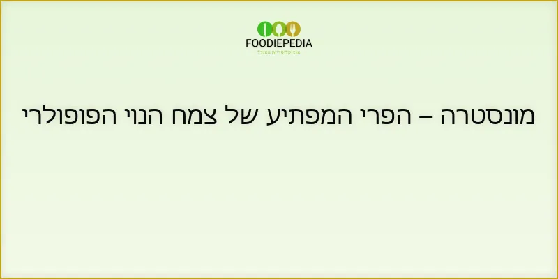 מונסטרה – הפרי המפתיע של צמח הנוי הפופולרי