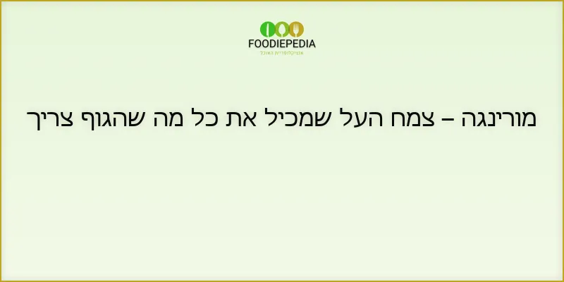 מורינגה – צמח העל שמכיל את כל מה שהגוף צריך
