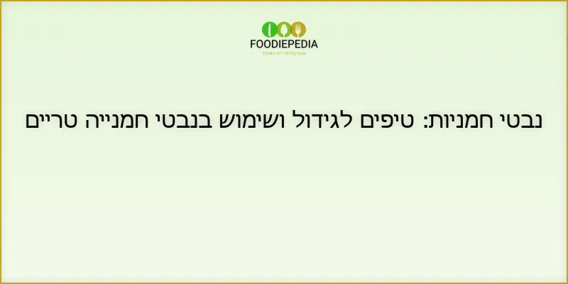 נבטי חמניות: טיפים לגידול ושימוש בנבטי חמנייה טריים