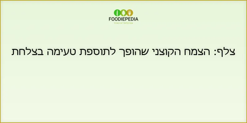 צלף: הצמח הקוצני שהופך לתוספת טעימה בצלחת