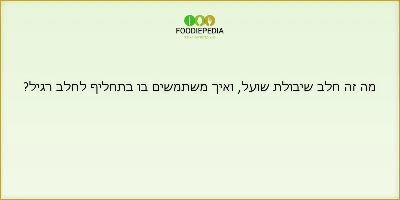 מה זה חלב שיבולת שועל, ואיך משתמשים בו בתחליף לחלב רגיל?